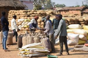  धान खरीदी का ढाई महीने तक चला अभियान सफलतापूर्वक सम्पन्न