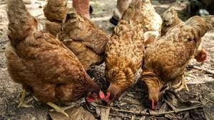  रायगढ़ जिले में कुक्कुट पालन केन्द्र में बर्ड फ्लू की पुष्टि