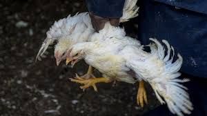  प्रवासी पक्षियों की  मृत्यु होने पर तत्काल सूचित करने के निर्देश