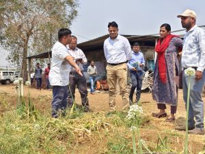 कलेक्टर ने प्रगतिशील कृषक जयेश के खेतों में पहुंचकर फसल उत्पादन का लिया जायजा