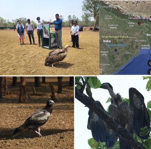 जटायु की उड़ान: छत्तीसगढ़ से नेपाल तक गिद्ध संरक्षण की एक प्रेरणादायक गाथा जटायु की उड़ान: छत्तीसगढ़ से नेपाल तक गिद्ध संरक्षण की एक प्रेरणादायक गाथा