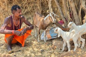 अफ्रीकन बोयर नस्ल से सरगुजा में बकरी पालन बना आर्थिक सशक्तिकरण का आधार अफ्रीकन बोयर नस्ल से सरगुजा में बकरी पालन बना आर्थिक सशक्तिकरण का आधार