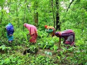  वनाधिकार क्रियान्वयन में छत्तीसगढ़ की अग्रणी भूमिका—वन विभाग की सशक्त प्रतिबद्धता का प्रमाण