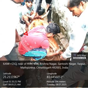 तेज बारिश में तरुण बाजार के पास बड़ी नाली में अचानक गिरी गाय को निगम जोन 6 की टीम ने पहुंचकर तत्काल सुरक्षित बाहर निकाला0