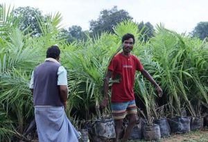  मेगा ऑयल पॉम प्लांटेशन ड्राइव से जुड़ रहे किसान