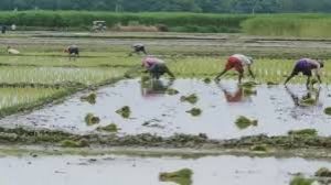 कृषक उन्नति योजना का लाभ लेने हेतु एकीकृत किसान पोर्टल में 31 अक्टूबर 2025 के पूर्व पंजीयन अनिवार्य
