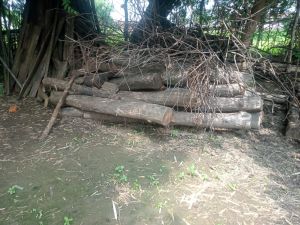  मोहला- मानपुर जिले में  2 लाख   रुपए का अवैध सागौन का जखीरा जप्त  