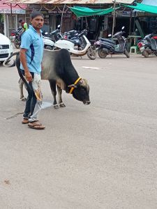 आवारा मवेशियों की रोकथाम हेतु नगर निगम की कार्रवाई जारी आवारा मवेशियों की रोकथाम हेतु नगर निगम की कार्रवाई जारी