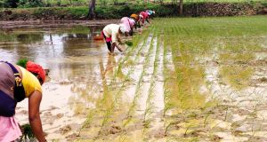 बालोद जिले में अब तक 01 लाख 71 हजार 966 हेक्टेयर में बोनी कार्य पूर्ण बालोद जिले में अब तक 01 लाख 71 हजार 966 हेक्टेयर में बोनी कार्य पूर्ण