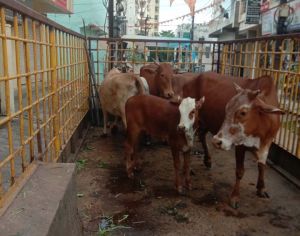 सड़क मार्गो में आवारा पशुओं को धरपकड़ कर गौठान भेजा जा रहा सड़क मार्गो में आवारा पशुओं को धरपकड़ कर गौठान भेजा जा रहा