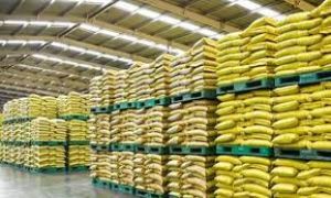 राजनांदगांव जिले में पर्याप्त मात्रा में खाद-बीज का भंडारण राजनांदगांव जिले में पर्याप्त मात्रा में खाद-बीज का भंडारण