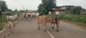 बालोद जिले में सड़क दुर्घटना में कमी लाने अनुविभागीय दण्डाधिकारियों ने जारी किया आदेश बालोद जिले में सड़क दुर्घटना में कमी लाने अनुविभागीय दण्डाधिकारियों ने जारी किया आदेश