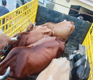    निगम जोन 9 ने दलदल सिवनी में  जनशिकायत पर डेयरी को तत्काल सीलबंद कर निगम सीमा से बाहर भेजा 