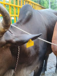 पशु पालक लक्ष्मीकांत यदु पर एफआईआर दर्ज करने दिया आवेदन पशु पालक लक्ष्मीकांत यदु पर एफआईआर दर्ज करने दिया आवेदन