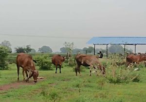  मवेशियों को सड़क से हटाने की कार्रवाई सतत जारी