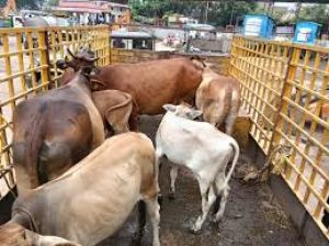 रायपुर नगर निगम ने 10 दिनों में 600 आवारा पशुओं को धरपकड़ कर गौठानों में भेजा गया