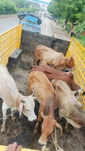 रायपुर नगर निगम ने विभिन्न सड़क मार्गो से दिन भर अभियान चलाकर 16 दिनों में 920 आवारा पशुओं को धरपकड़ कर गौठानों में भेजा रायपुर नगर निगम ने विभिन्न सड़क मार्गो से दिन भर अभियान चलाकर 16 दिनों में 920 आवारा पशुओं को धरपकड़ कर गौठानों में भेजा