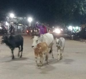  आवारा और घुमंतू पशुओं के कारण होने वाली सड़क दुर्घटनाओं को रोकने हेतु जिला स्तरीय समिति गठित