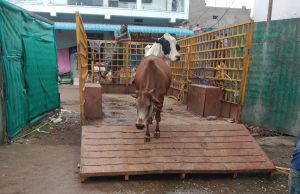 22 दिनों में 1170 आवारा पशुओं को धरपकड़ कर गौठानों भेजा 22 दिनों में 1170 आवारा पशुओं को धरपकड़ कर गौठानों भेजा