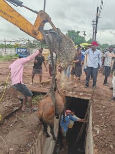 नाले के भीतर गिरी गाय को सुरक्षित बाहर निकाला नाले के भीतर गिरी गाय को सुरक्षित बाहर निकाला