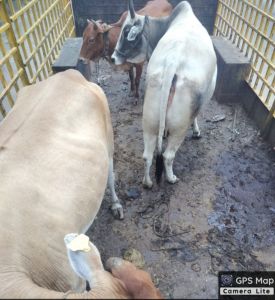 24 दिनों में 1262 आवारा पशुओं को धरपकड़ कर गौठानों में भेजा गया 24 दिनों में 1262 आवारा पशुओं को धरपकड़ कर गौठानों में भेजा गया