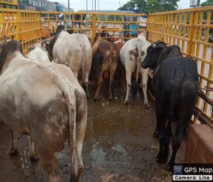  26 दिनों  में 1355 आवारा पशुओं को धरपकड़ कर गौठानों में भेजा