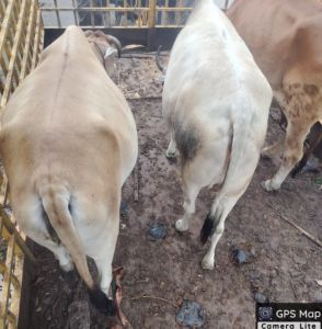 29 दिनों में 1480 आवारा पशुओं को धरपकड़ कर गौठानों में भेजा 29 दिनों में 1480 आवारा पशुओं को धरपकड़ कर गौठानों में भेजा