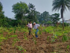  उद्यानिकी विभाग ने  15000 से अधिक पौधे रोपित कर हराभरा बनाया