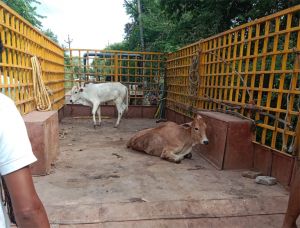 रायपुर नगर निगम ने अभियान चलाकर 44 दिनों में 2116 आवारा पशुओं को गौठानों में भेजा गया रायपुर नगर निगम ने अभियान चलाकर 44 दिनों में 2116 आवारा पशुओं को गौठानों में भेजा गया