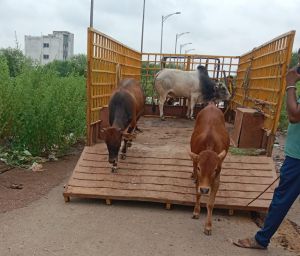  45 दिनों में 2161'आवारा पशुओं को धरपकड़ कर गौठानों में भेजा गया