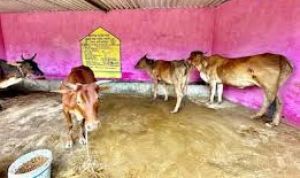 महात्मा गांधी नरेगा योजना से निर्मित पशु शेड गौ पालक रामफल के लिए बना आमदनी का जरिया महात्मा गांधी नरेगा योजना से निर्मित पशु शेड गौ पालक रामफल के लिए बना आमदनी का जरिया