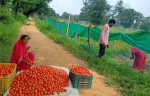  टमाटर की लालिमा ने सँवारा जीवन : 50 हजार के ऋण से शुरू हुआ सफर