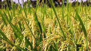   धान खरीदी से पहले फसल प्रविष्टियों का होगा त्रिस्तरीय सत्यापन