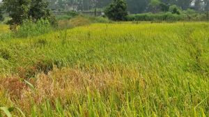 धान फसल में कीट एवं रोग प्रबंधन धान फसल में कीट एवं रोग प्रबंधन