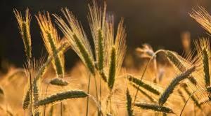 रबी वर्ष 2025-26 हेतु बीज भंडारण और वितरण की तैयारी पूरी रबी वर्ष 2025-26 हेतु बीज भंडारण और वितरण की तैयारी पूरी