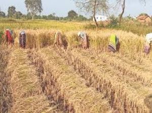 धान खरीदी अवधि में किसानों की शिकायतों के समाधान हेतु नियंत्रण कक्ष स्थापित