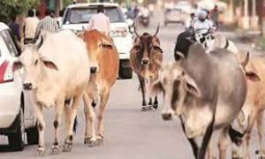  घुमंतू पशुओं के कारण होने वाले दुर्घटनाओं को रोकने एक माह तक विशेष अभियान चलाने के निर्देश 