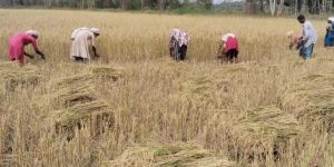 बड़ेराजपुर क्षेत्र में धान कटाई जोर शोर से शुरू बड़ेराजपुर क्षेत्र में धान कटाई जोर शोर से शुरू