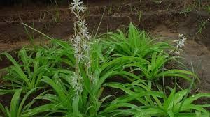 औषधीय पौधों की खोज यात्रा कार्यक्रम का आयोजन औषधीय पौधों की खोज यात्रा कार्यक्रम का आयोजन