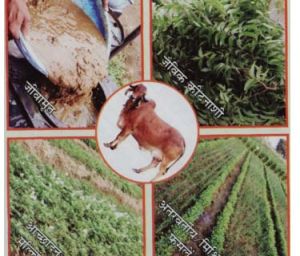  कृषि विश्वविद्यालय में प्राकृतिक खेती पर राष्ट्रीय संगोष्ठी कल