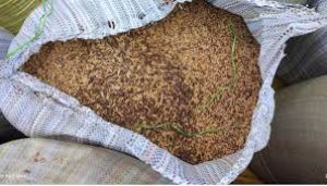   कैलाशपुर के किराना व्यापारी के गोदाम से अवैध धान किया गया जब्त