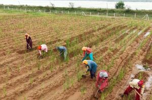   खस की खेती ने दिया आजीविका का नया रास्ता