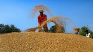 ग्राम नकटी एवं छेड़ीखेड़ी के किसानों ने बेचा धान