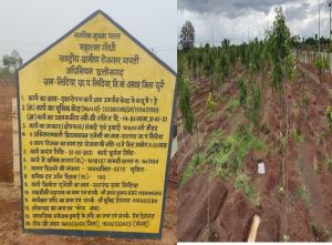  सफलता की कहानी- विशेष ट्रेंच तकनीक से ग्राम लिटिया की बंजर जमीन हरियाली में हुई तब्दील