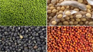 पीएम आशा योजना से दलहन-तिलहन की होगी समर्थन मूल्य पर खरीदी