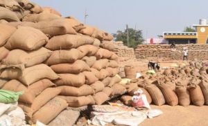  87,544.36 मीट्रिक टन धान की हुई खरीदी