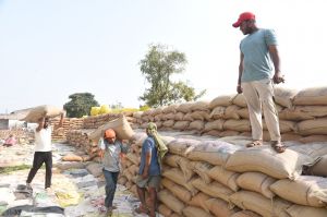 1,15,550.48 मे. टन धान की हुई खरीदी