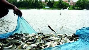  मत्स्य पालक ले सकते है एक्वाकल्चर बीमा योजना का लाभ