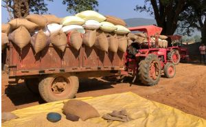  उपार्जन केंद्रों में धान खरीदी सुचारू रूप से जारी