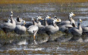  छत्तीसगढ़ का पहला रामसर साइट बना कोपरा जलाशय